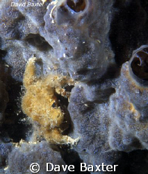 Taken with D50 in ikelite housing found him whilst on a p... by Dave Baxter 